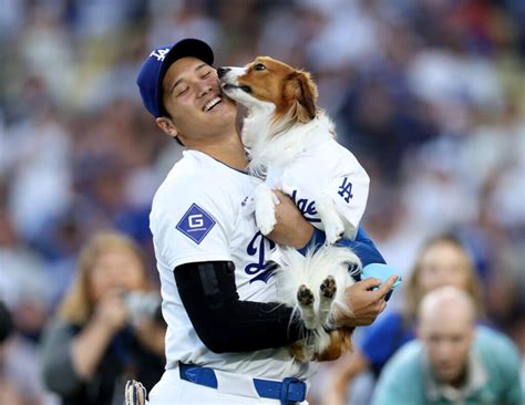 Shohei Ohtani’s dog Decoy steals Dodgers fans’ hearts with .